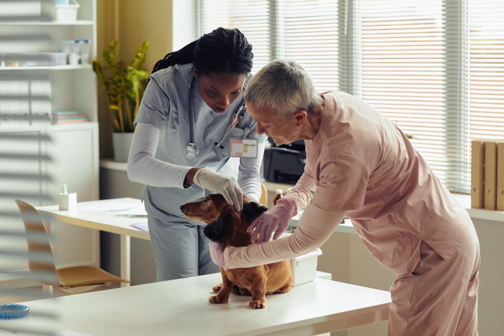 Two Doctors Examining Dog in Vet Clinic